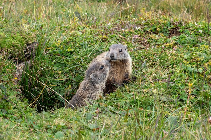 Two adorable marmots emerging from their burrow in a grassy meadow.