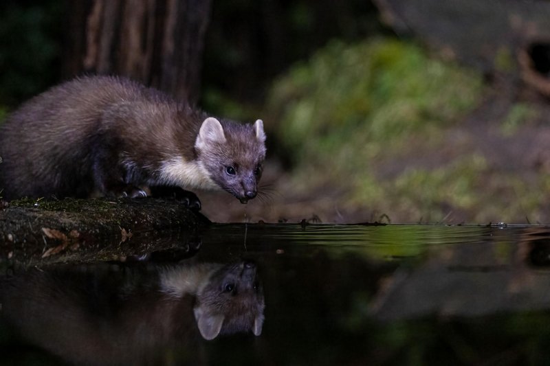 A European pine marten drinking from a reflective forest pond at night.