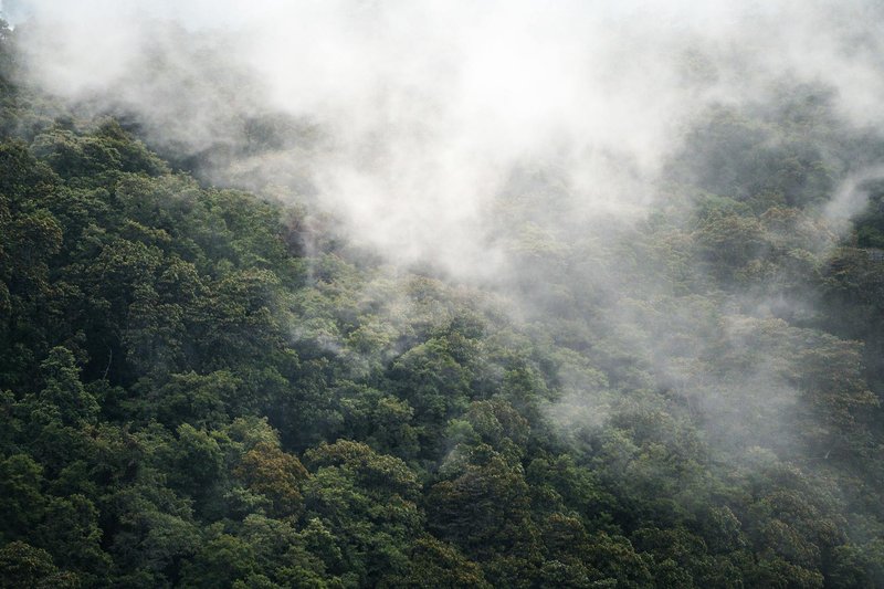 A serene view of a forest canopy enveloped in mist creating a mystical landscape.