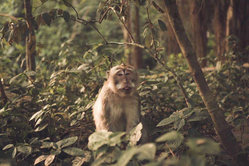 Explore the natural habitat of a Balinese macaque in a dense forest setting, highlighting wildlife diversity.