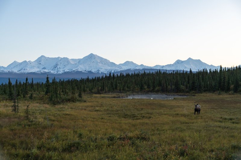 A moose stands in a vast Alaskan landscape with mountains and forest at sunrise.
