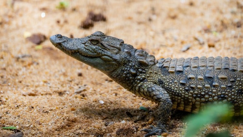 A detailed close-up of a Nile crocodile basking on sandy terrain, showcasing its textured skin.