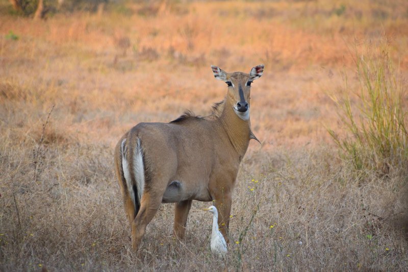 A Nilgai antelope standing on a grassy savanna with a white bird nearby, showcasing wildlife in natural habitat.