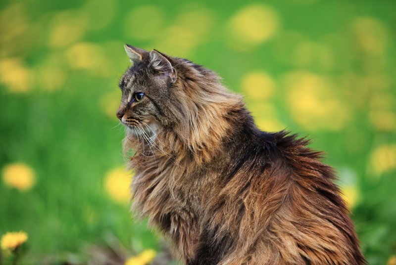 Beautiful Norwegian Forest Cat sitting gracefully in a vibrant spring meadow.