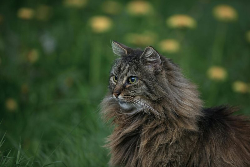 A beautiful Norwegian Forest Cat with a lush, long coat sits in a green meadow with yellow flowers.