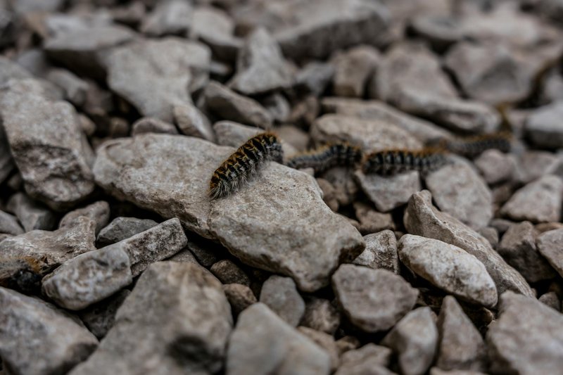 Close-up of an oak processionary caterpillar moving across rough pebbles outdoors.