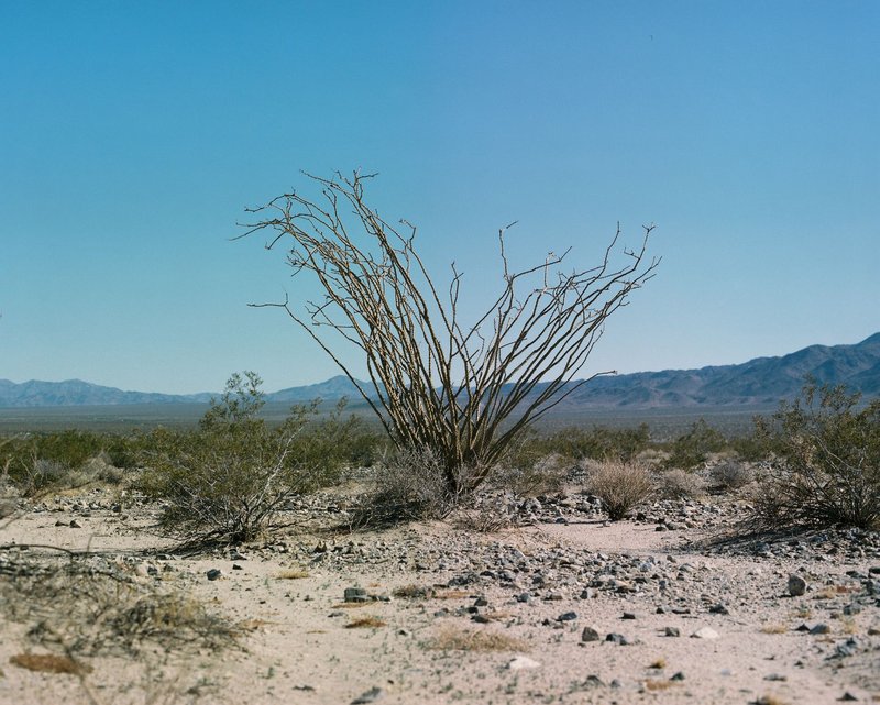 A solitary desert plant stands resilient in an arid, rocky landscape under a clear blue sky.