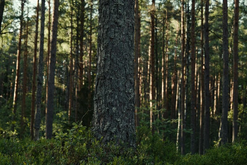 Serene view of a dense pine forest, perfect for nature lovers seeking tranquility.