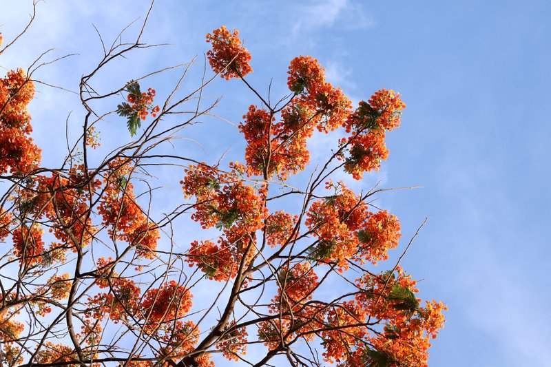 Flamboyant tree with orange blossoms under a clear blue sky.