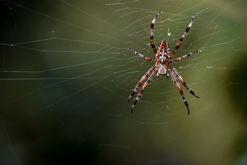 Detailed photo of a garden spider on its intricate web against a blurred background.