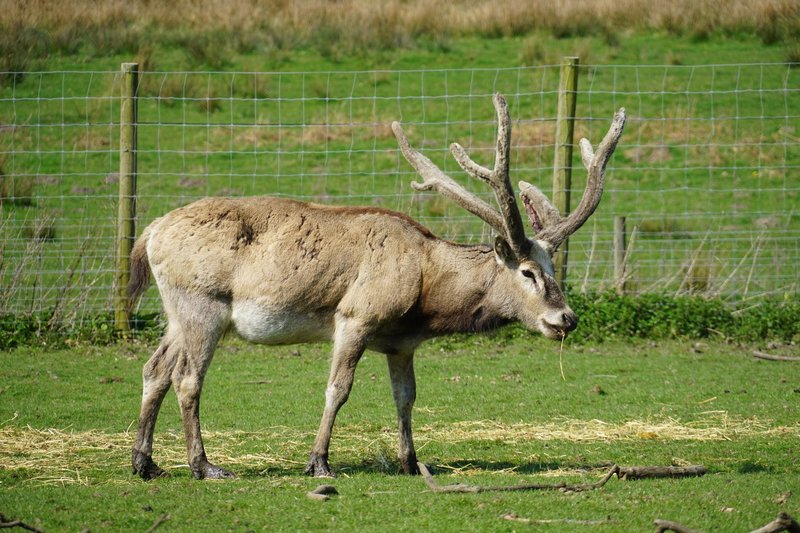A stunning Milu deer with unique antlers grazes peacefully in a lush open field.