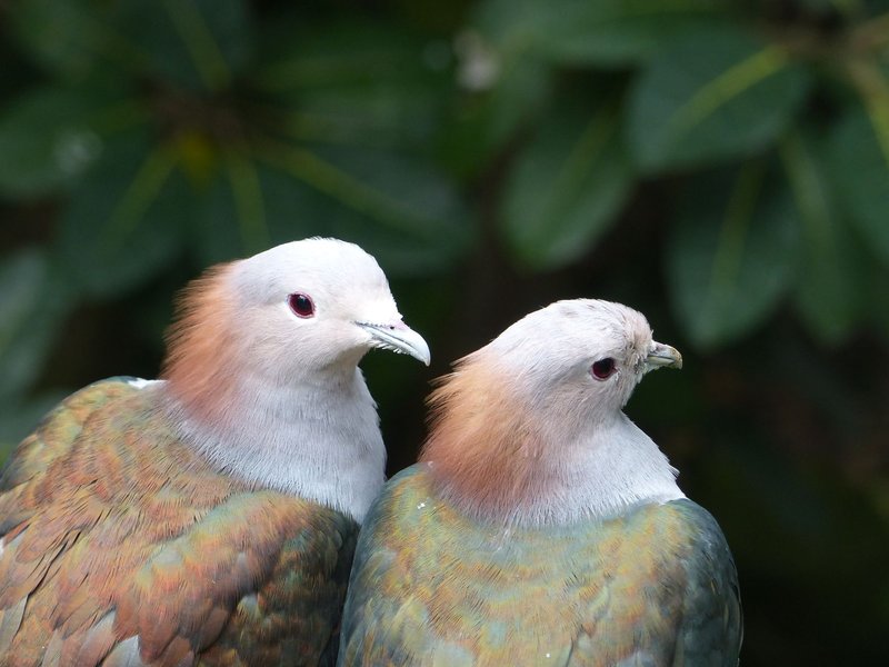 A close-up image of two exotic pigeons with colorful feathers. Captured outdoors in daylight.