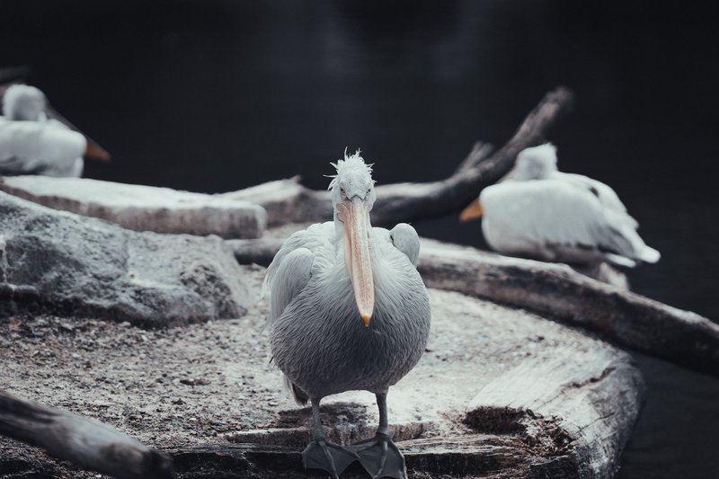 Close-up of a pelican with a blurred lake background, showcasing its detailed plumage.
