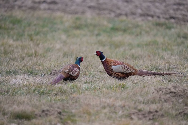 Two male pheasants displaying vibrant plumage in a grassy field, showcasing wildlife behavior.