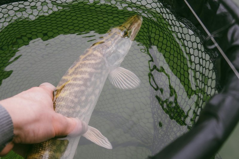 Man holding a northern pike in a fishing net outdoors.