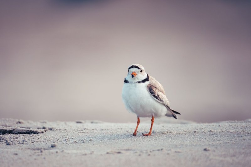 A solitary Piping Plover stands on a sandy beach, captured in soft, natural light.