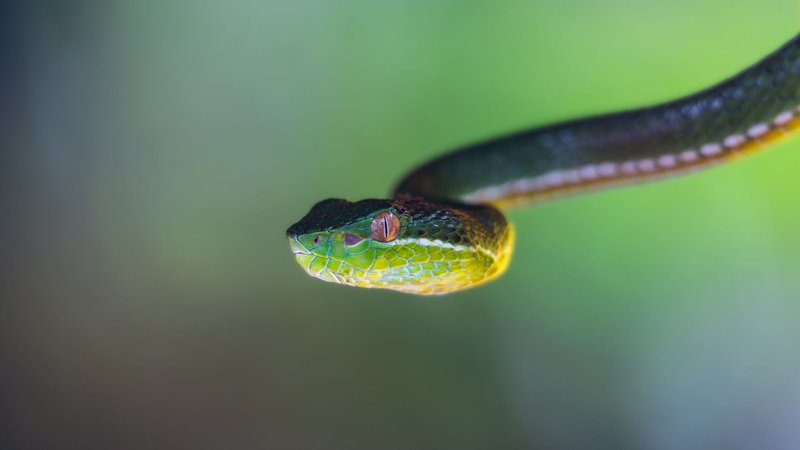 Detailed shot of a green viper snake in a lush, tropical jungle setting.