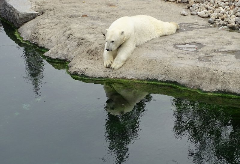 A polar bear calmly rests by the water, its reflection visible in the tranquil pond.