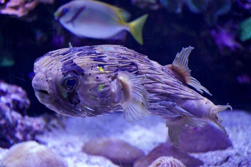 Colorful porcupinefish swimming in a vibrant aquarium setting.