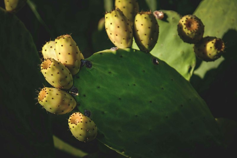 Detailed view of Opuntia cactus with ripe prickly pears in natural sunlight.