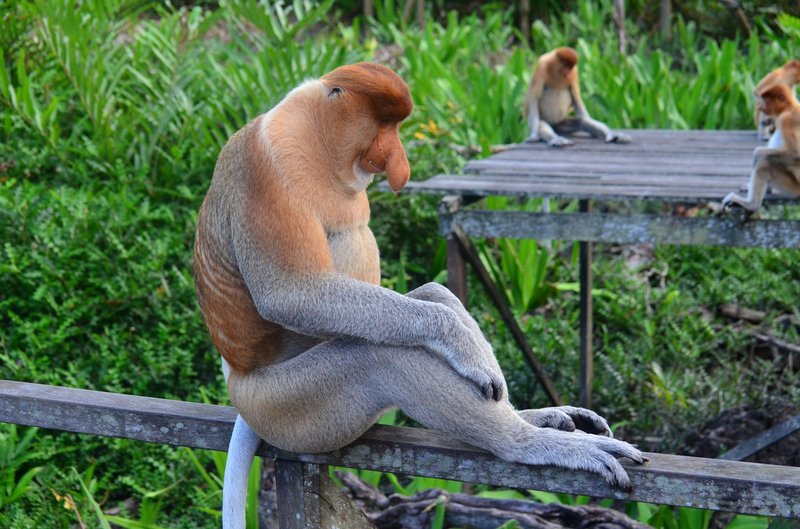 Close-up of proboscis monkey sitting on a railing in lush green surroundings, showcasing wildlife behavior.
