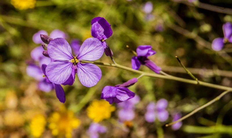 Close-up of vibrant purple wildflowers blooming in a sunny garden setting.