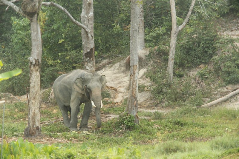 A lone elephant in a forested area showcasing its natural environment.