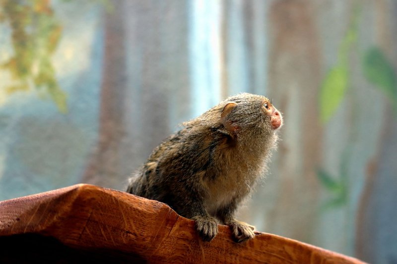 Close-up of a pygmy marmoset in its habitat, highlighting its features and natural setting.