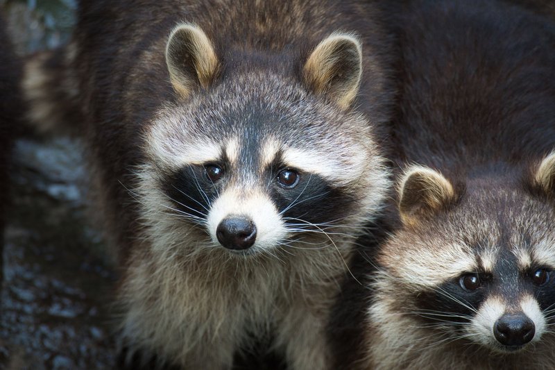 A detailed close-up image of two raccoons gazing intently, showcasing their distinct black masks.