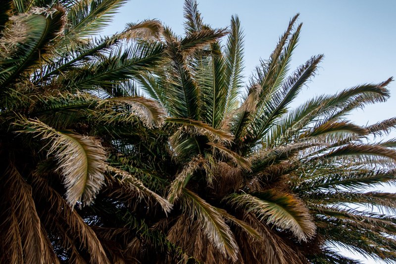 Vibrant palm tree fronds stretch towards a clear blue sky, showcasing tropical nature beauty.