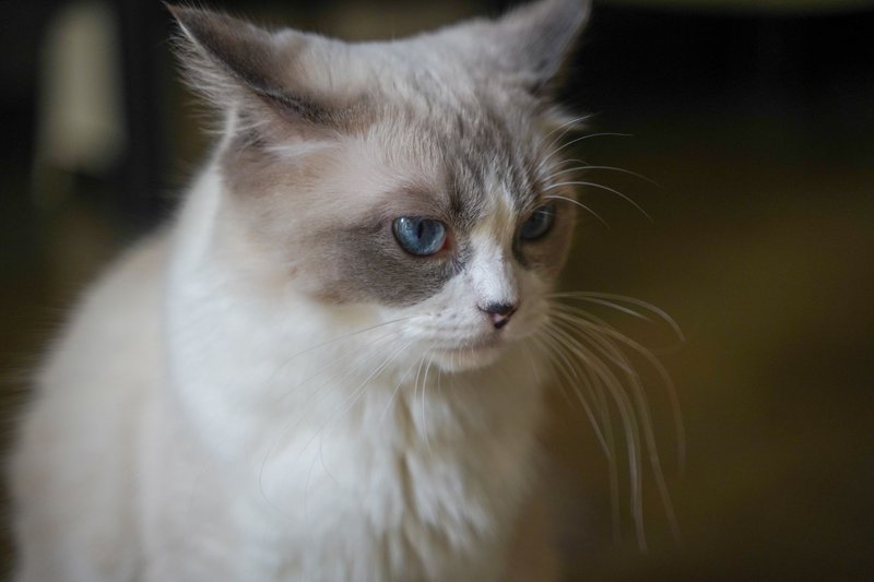 A serene Ragdoll cat with blue eyes gazes softly, capturing a quiet moment indoors.