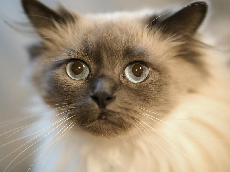 Adorable Ragdoll cat with bright blue eyes and fluffy fur captured in a closeup shot.