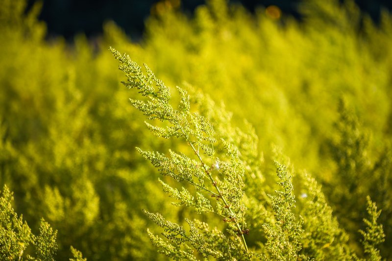 Close-up of vibrant green Solidago plants captured in soft sunlight, showcasing natural beauty.