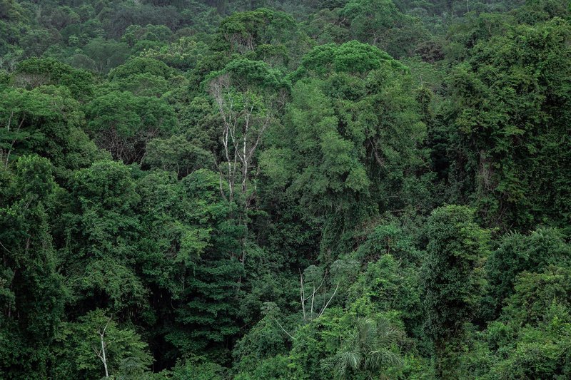 Breathtaking aerial view of lush, dense tropical rainforest with vibrant greenery.
