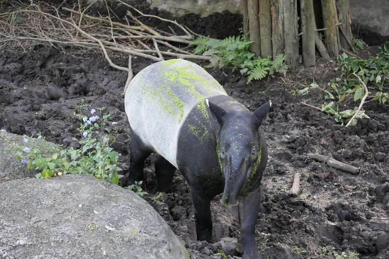 A Malayan tapir stands in a muddy area surrounded by natural foliage, showcasing its distinctive colors.