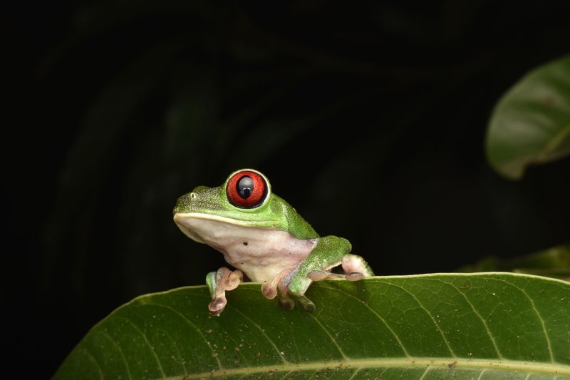 Close-up of a vibrant red-eyed tree frog perched on a lush green leaf in its natural habitat.