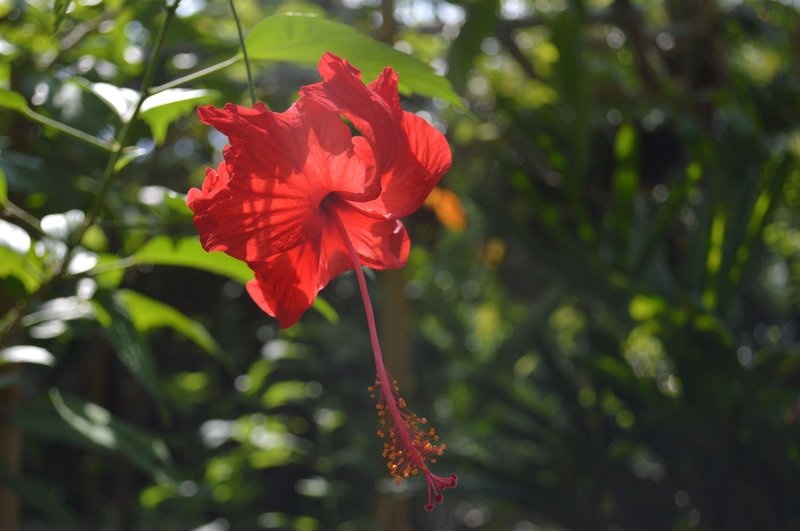 Stunning close-up of a red hibiscus flower illuminated by sunlight, showcasing its vivid petals.