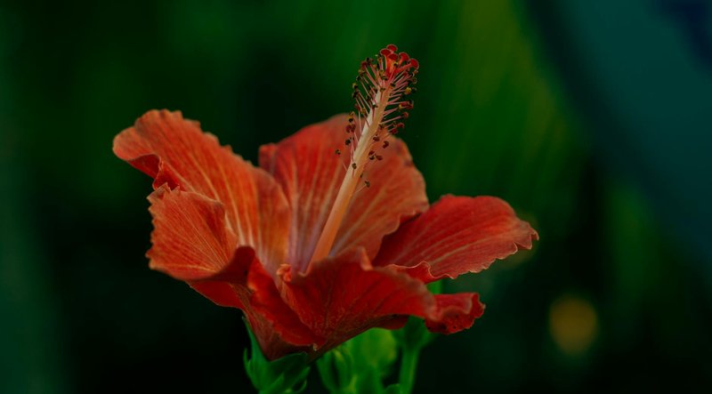 Macro shot of a vibrant red hibiscus flower in full bloom with a lush green background.
