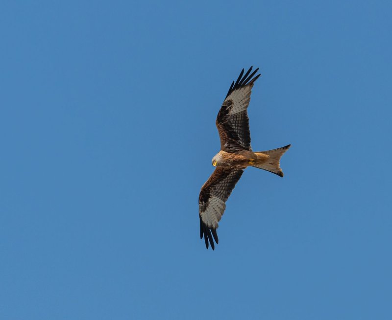A red kite gracefully soars through a cloudless blue sky. Perfect for wildlife and birdwatching photography.