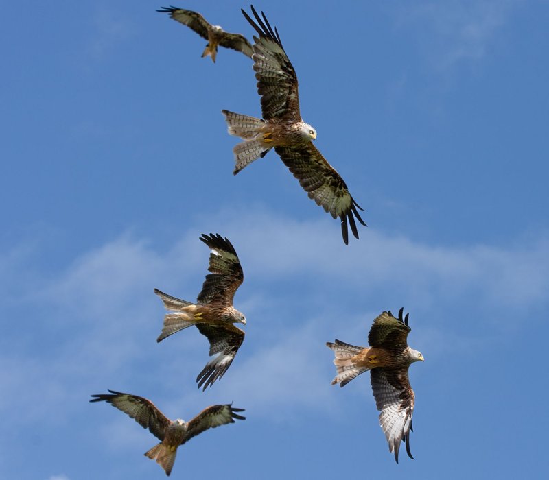 A captivating view of red kites gracefully flying against a clear blue sky in Rhayader, Wales.