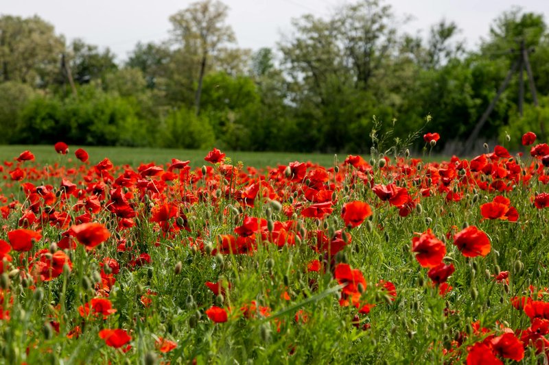 A lush field of red poppies thriving under the spring sun, surrounded by greenery and trees.
