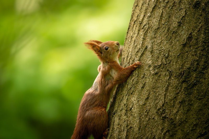 A red squirrel climbing a tree trunk in a lush green forest in Hannover, capturing nature's beauty.