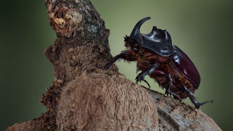 Detailed view of a European rhinoceros beetle (Oryctes nasicornis) on a tree trunk in its natural habitat.