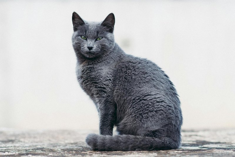 Close-up of a Russian Blue cat sitting outdoors with a serene expression.