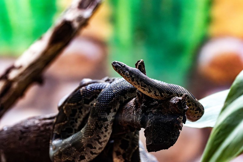 A boa constrictor resting on a branch in a lush jungle setting with blurred background.