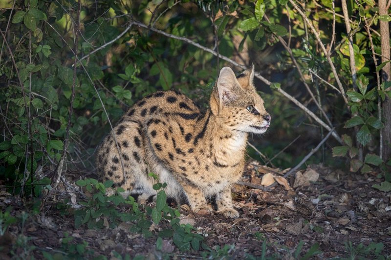 A serval cat perched attentively amidst lush green foliage, showcasing its distinctive spots.