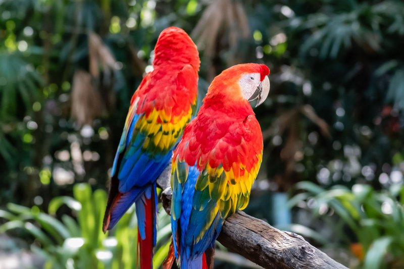 Brightly colored scarlet macaws perched on a branch surrounded by lush greenery in a tropical setting.