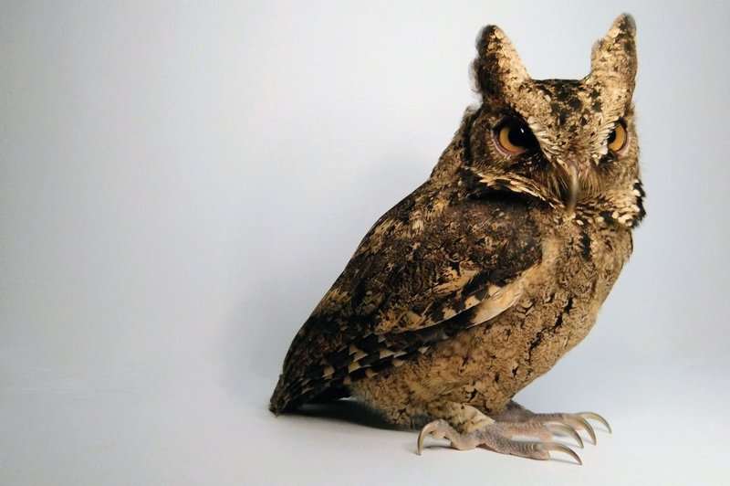 Detailed photo of a Javan Scops Owl, highlighting its unique feather patterns and piercing eyes.