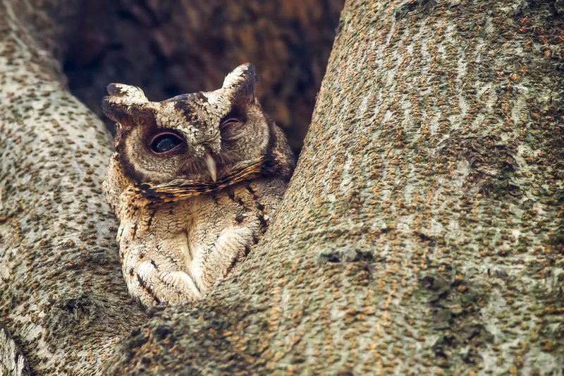 A camouflaged Indian scops owl nestled within the bark of a tree.