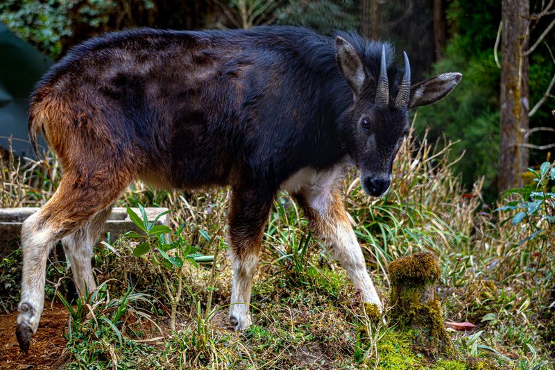 A Himalayan serow explores the lush foliage in Gangtok, Sikkim, India.